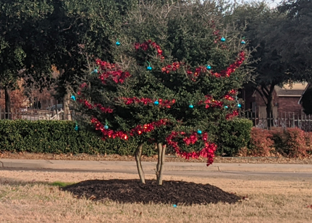 Trees decorated with tinsel and ornaments by members of Help a S.T.A.R. can be found along Morris road. 